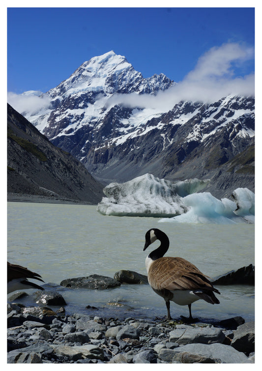 Hooker Lake - Aoraki National Park