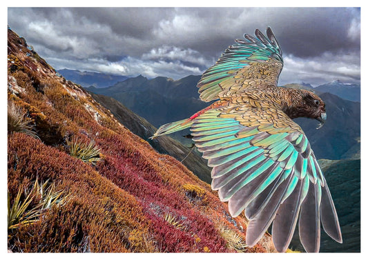 Kepler Track - Fiordland National Park