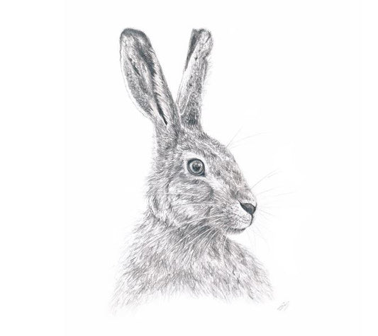 Hare