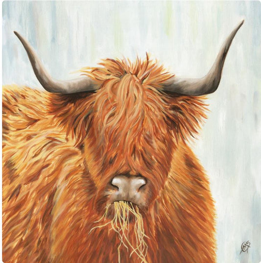 Highland Cow