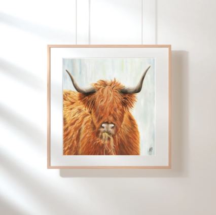 Highland Cow