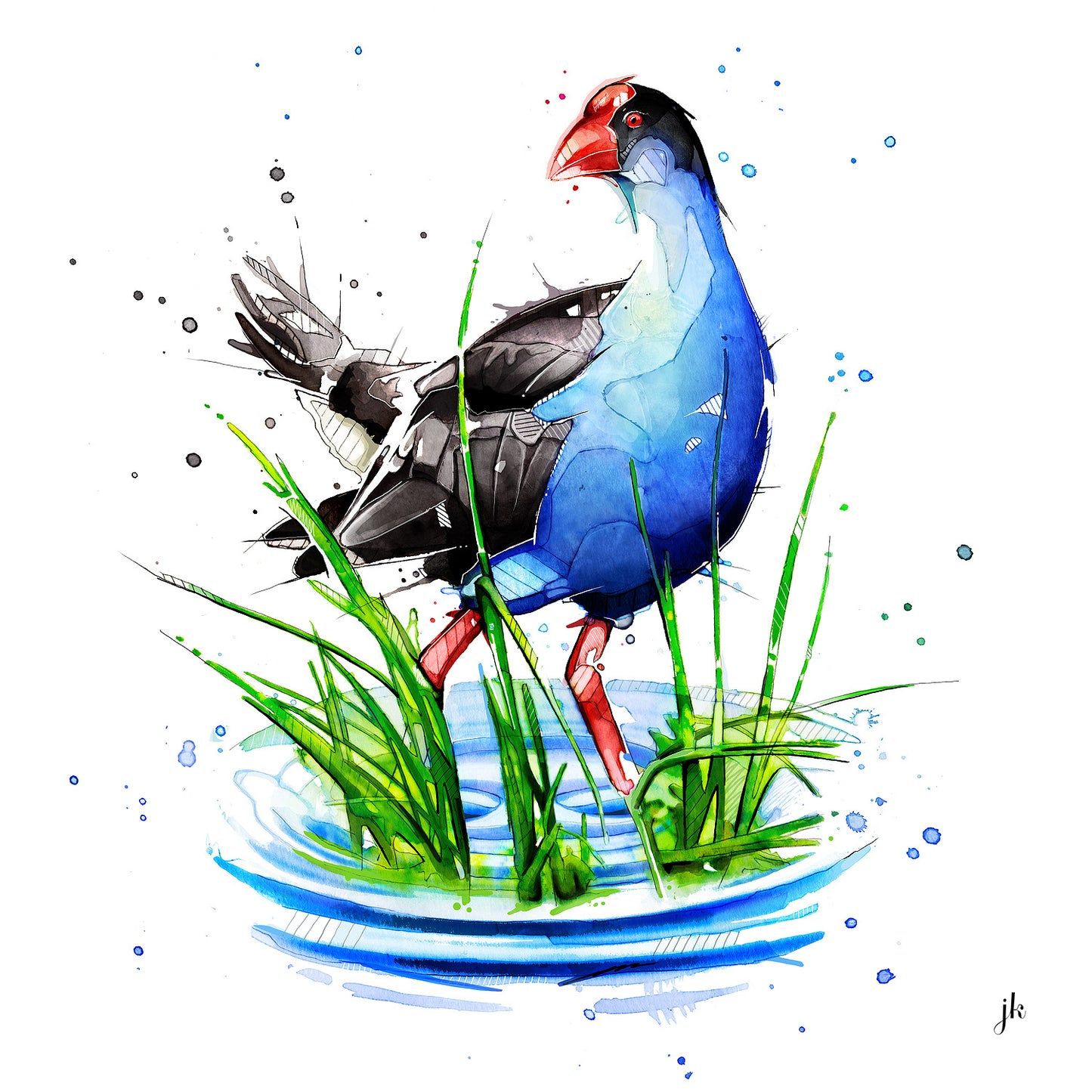 Pukeko - Open Edition Print - Unframed